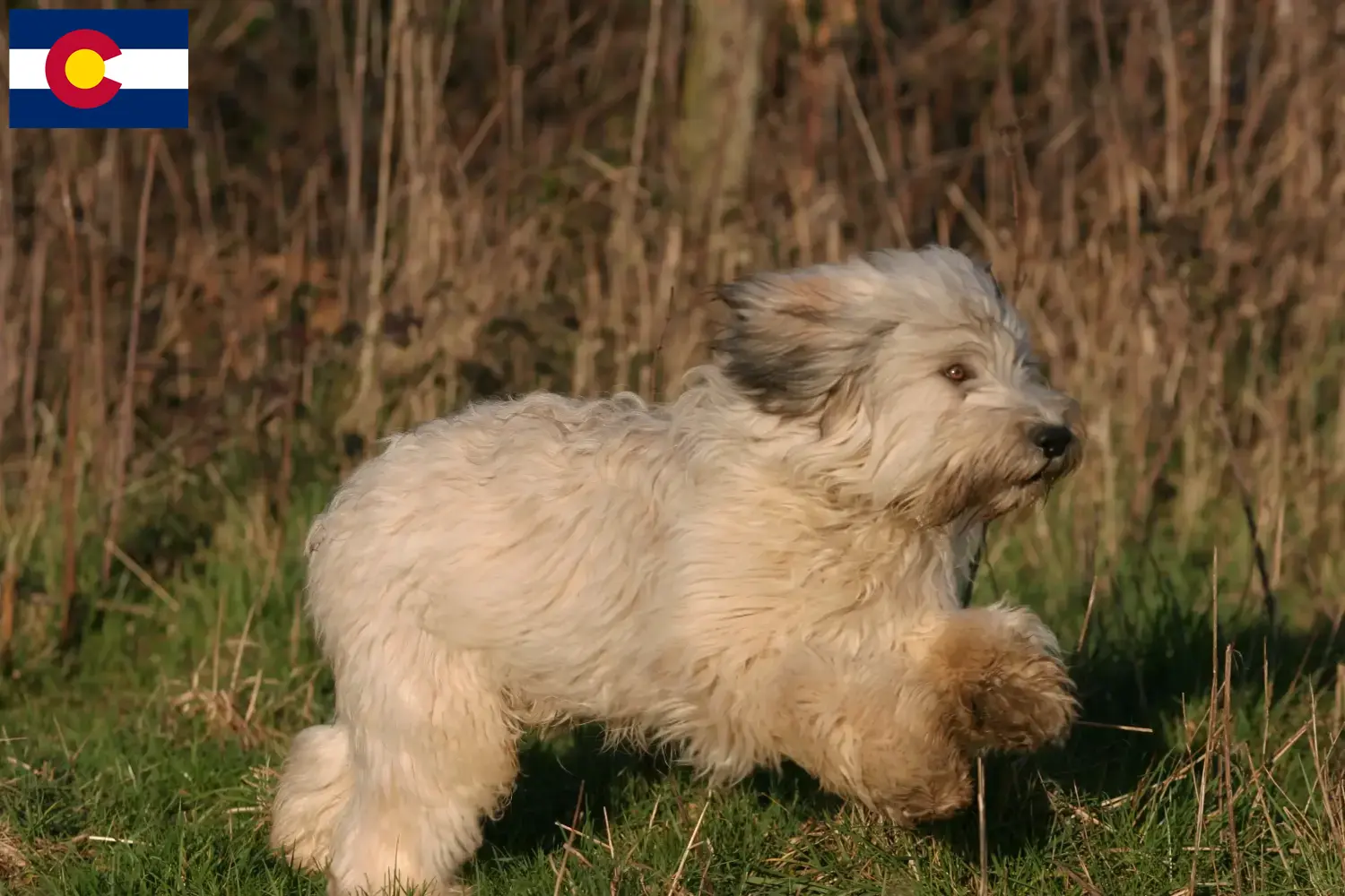 Read more about the article PON breeders and puppies in Colorado