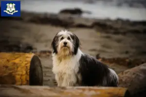 Read more about the article PON breeders and puppies in Connecticut