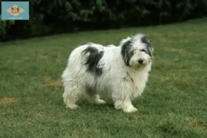 Read more about the article PON breeders and puppies in Delaware