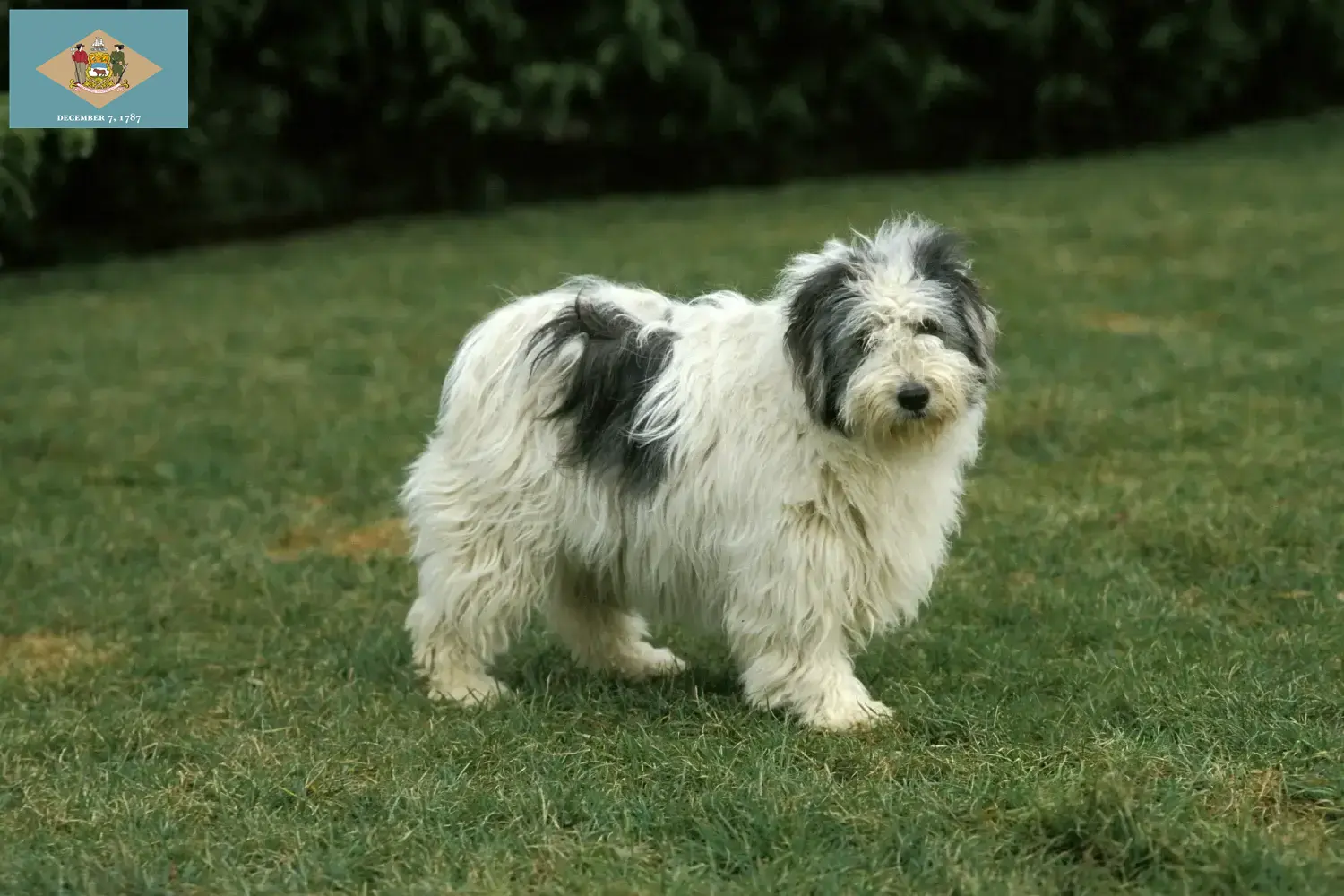 Read more about the article PON breeders and puppies in Delaware