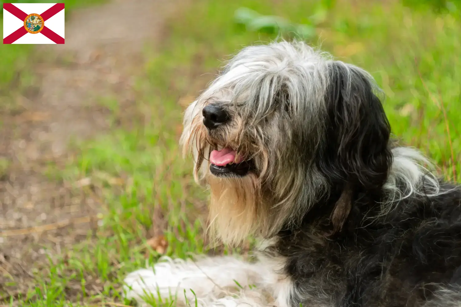 Read more about the article PON breeders and puppies in Florida