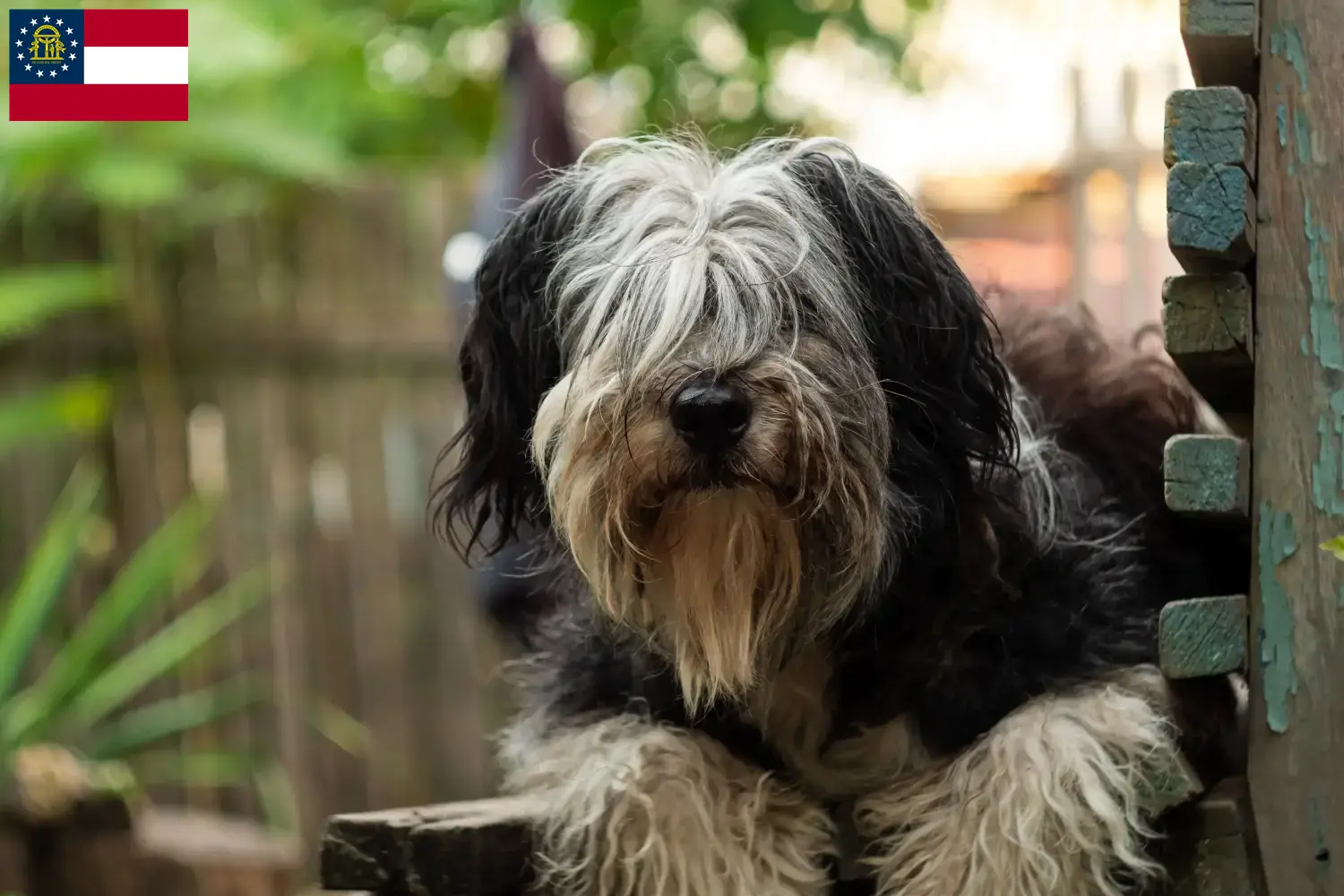 Read more about the article PON breeders and puppies in Georgia