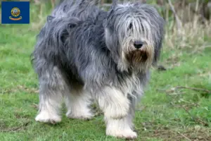 Read more about the article PON breeders and puppies in Idaho