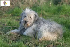 Read more about the article PON breeders and puppies in Illinois