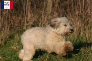 Read more about the article PON breeders and puppies in Iowa