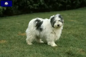 Read more about the article PON breeders and puppies in Kentucky