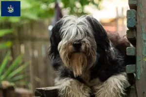 Read more about the article PON breeders and puppies in Maine