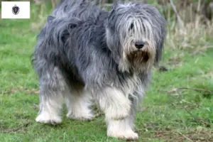 Read more about the article PON breeders and puppies in Massachusetts
