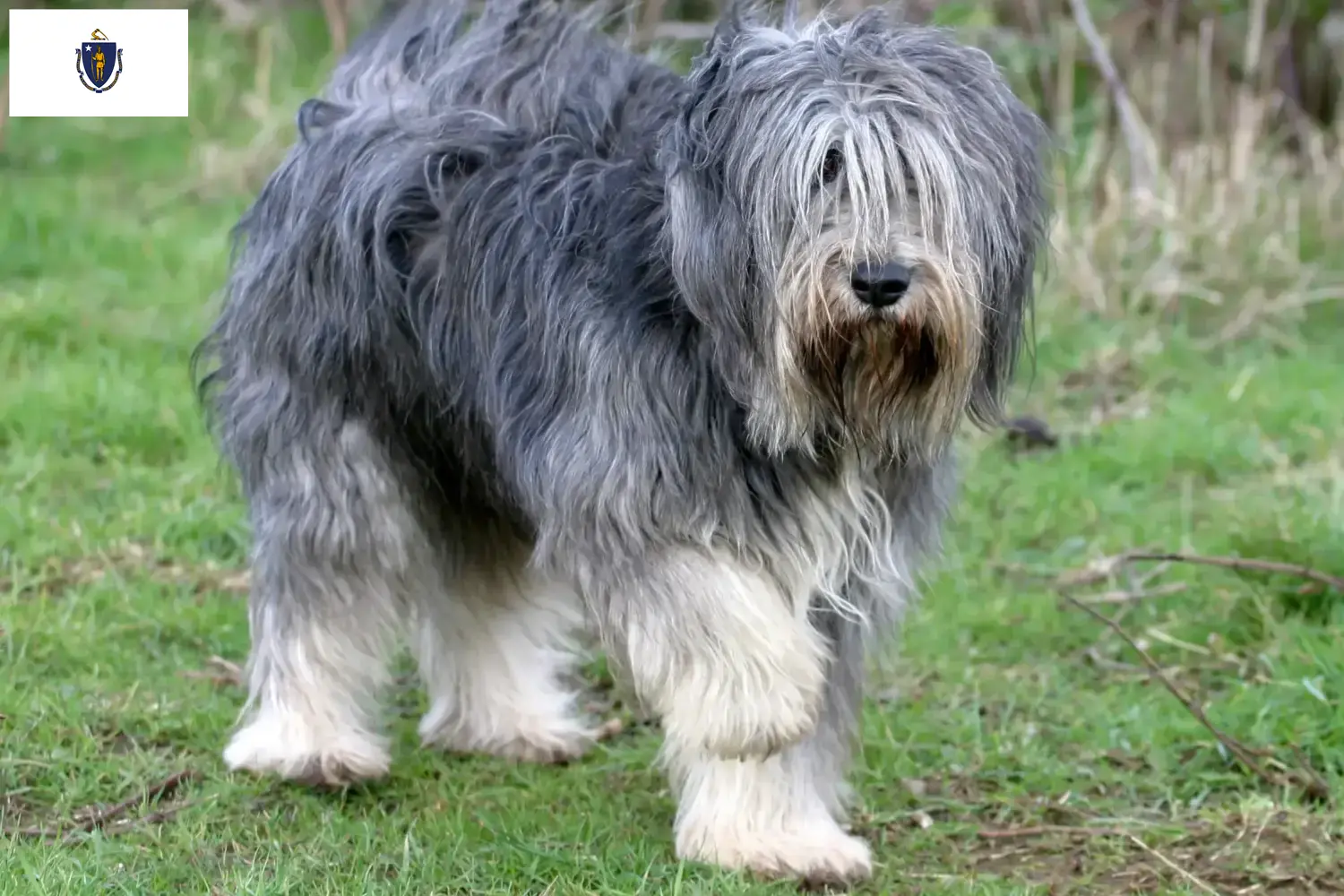 Read more about the article PON breeders and puppies in Massachusetts