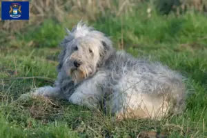 Read more about the article PON breeders and puppies in Michigan