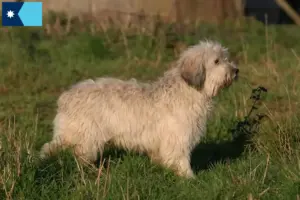 Read more about the article PON breeders and puppies in Minnesota