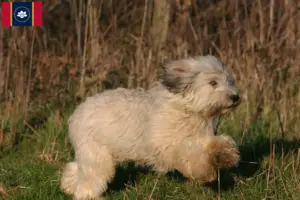 Read more about the article PON breeders and puppies in Mississippi