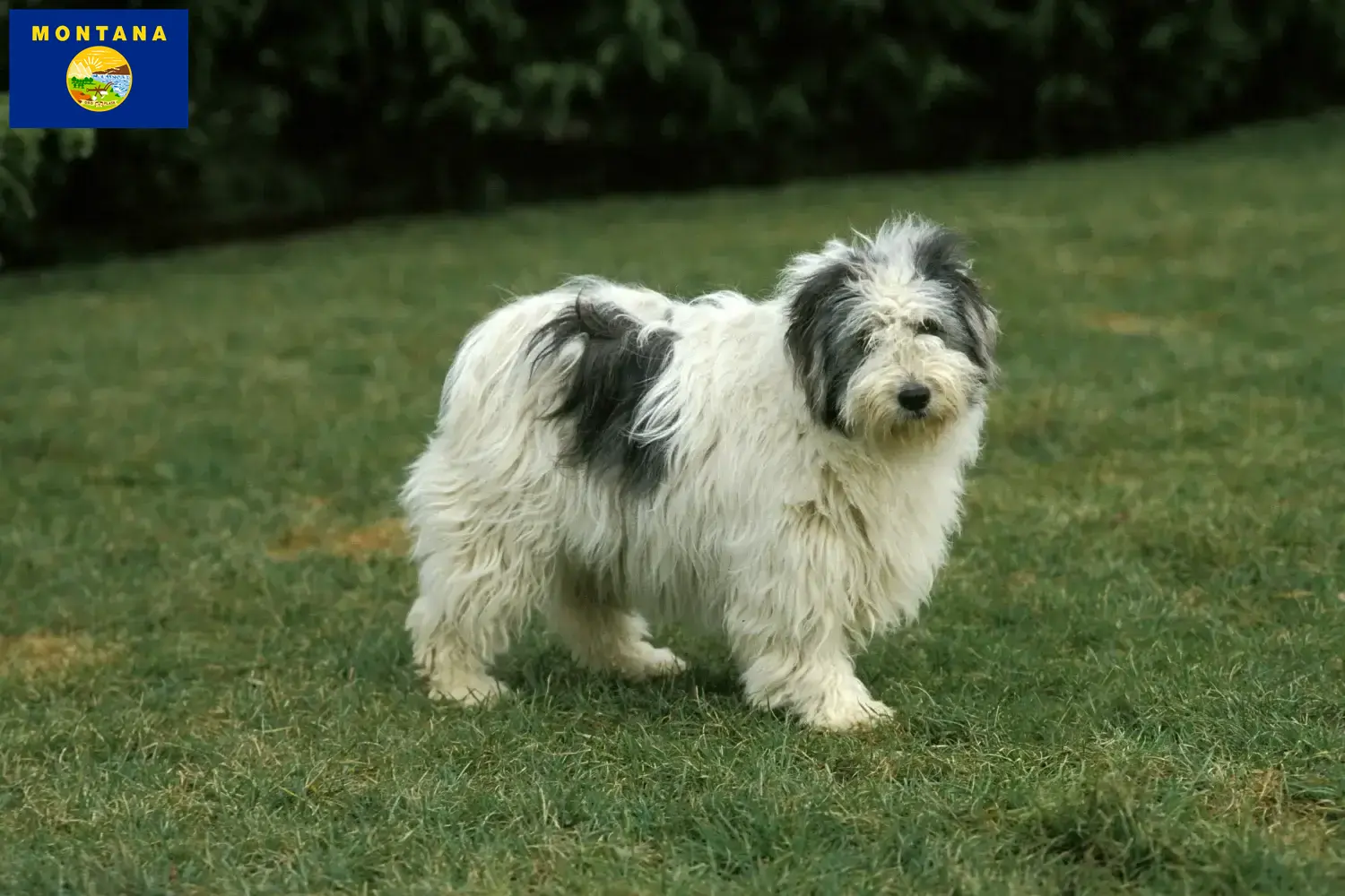 PON puppies and breeder Montana Find PON breeders in Montana here.