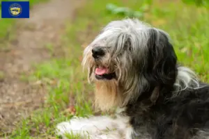 Read more about the article PON breeders and puppies in Nebraska