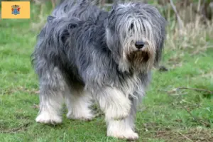 Read more about the article PON breeders and puppies in New Jersey