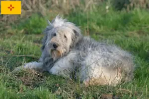 Read more about the article PON breeders and puppies in New Mexico