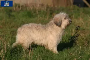 Read more about the article PON breeders and puppies in New York