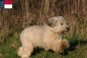 Read more about the article PON breeders and puppies in North Carolina