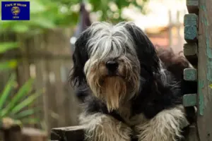 Read more about the article PON breeders and puppies in Oregon
