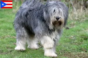 Read more about the article PON breeders and puppies in Puerto Rico