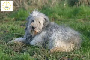 Read more about the article PON breeders and puppies in Rhode Island
