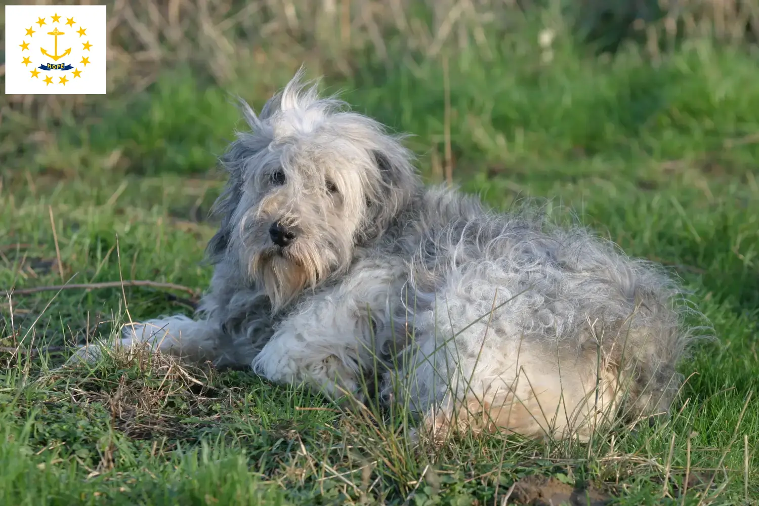 Read more about the article PON breeders and puppies in Rhode Island