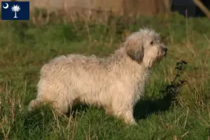 Read more about the article PON breeders and puppies in South Carolina