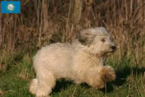 Read more about the article PON breeders and puppies in South Dakota
