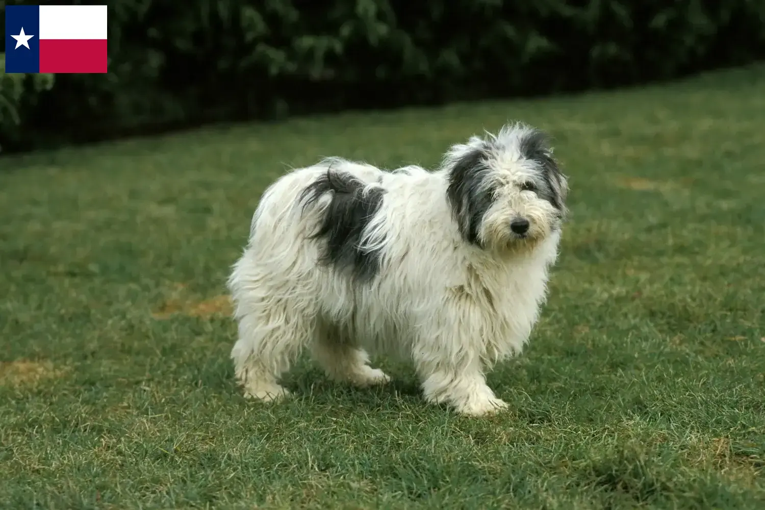 PON puppies and breeders Texas Here you can find PONs breeders in Texas.