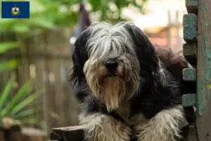 Read more about the article PON breeders and puppies in Vermont