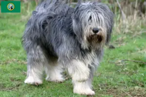 Read more about the article PON breeders and puppies in Washington