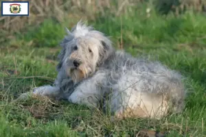 Read more about the article PON breeders and puppies in West Virginia