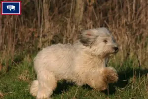 Read more about the article PON breeders and puppies in Wyoming