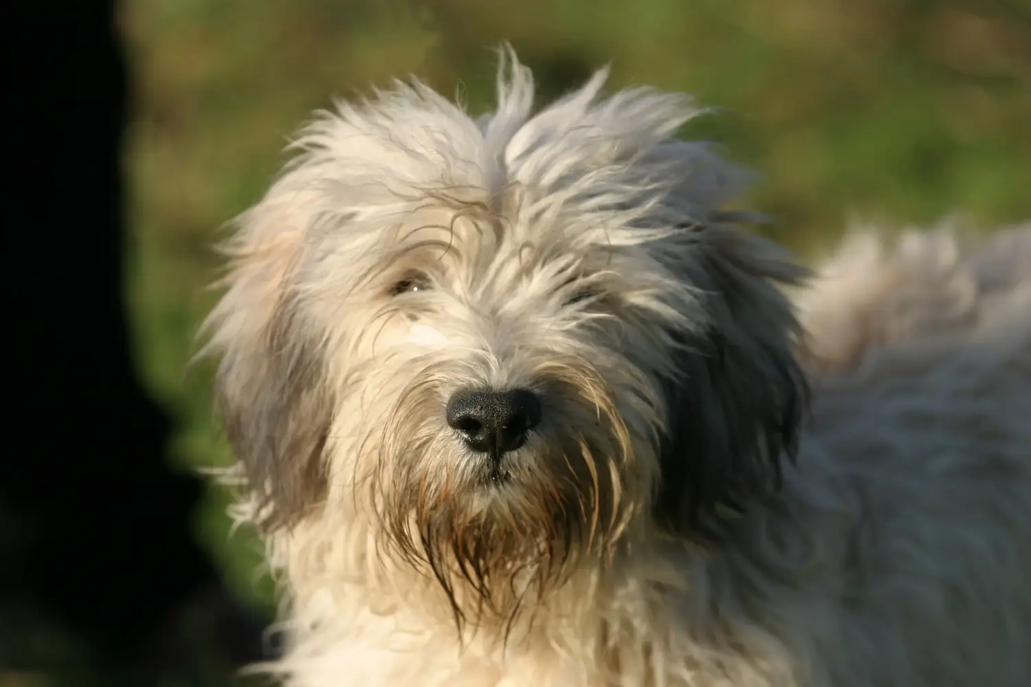 Buying a PON puppy means taking responsibility! Buy PON puppies.