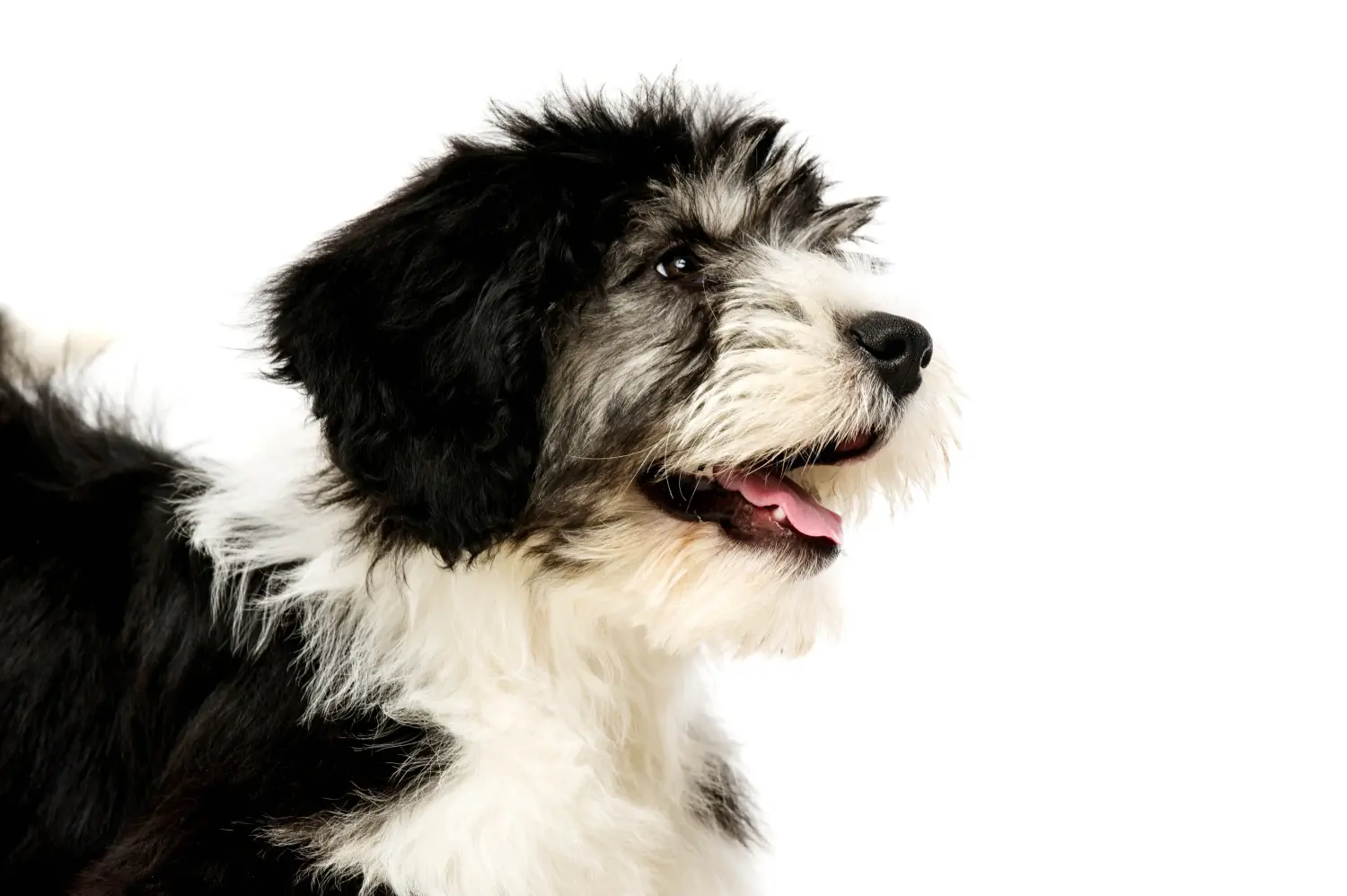 Buying a PON puppy means taking responsibility! Buy PON puppies.