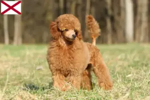 Read more about the article Poodle breeders and puppies in Alabama