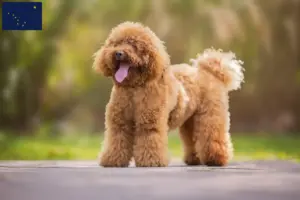 Read more about the article Poodle breeders and puppies in Alaska