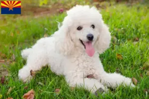 Read more about the article Poodle breeders and puppies in Arizona