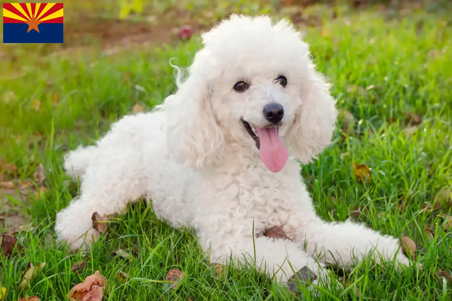 Poodle puppies and breeder Arizona Find Poodle breeders in Arizona.
