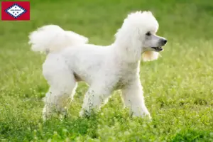 Read more about the article Poodle breeders and puppies in Arkansas