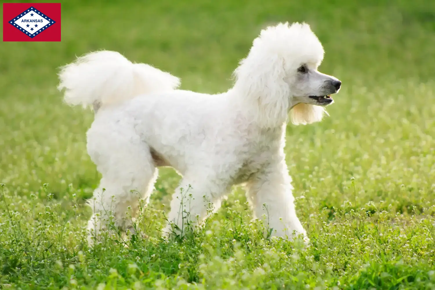 Poodle puppies and breeders Arkansas Find Poodle breeders in Arkansas here.