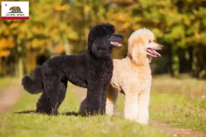 Read more about the article Poodle breeders and puppies in California