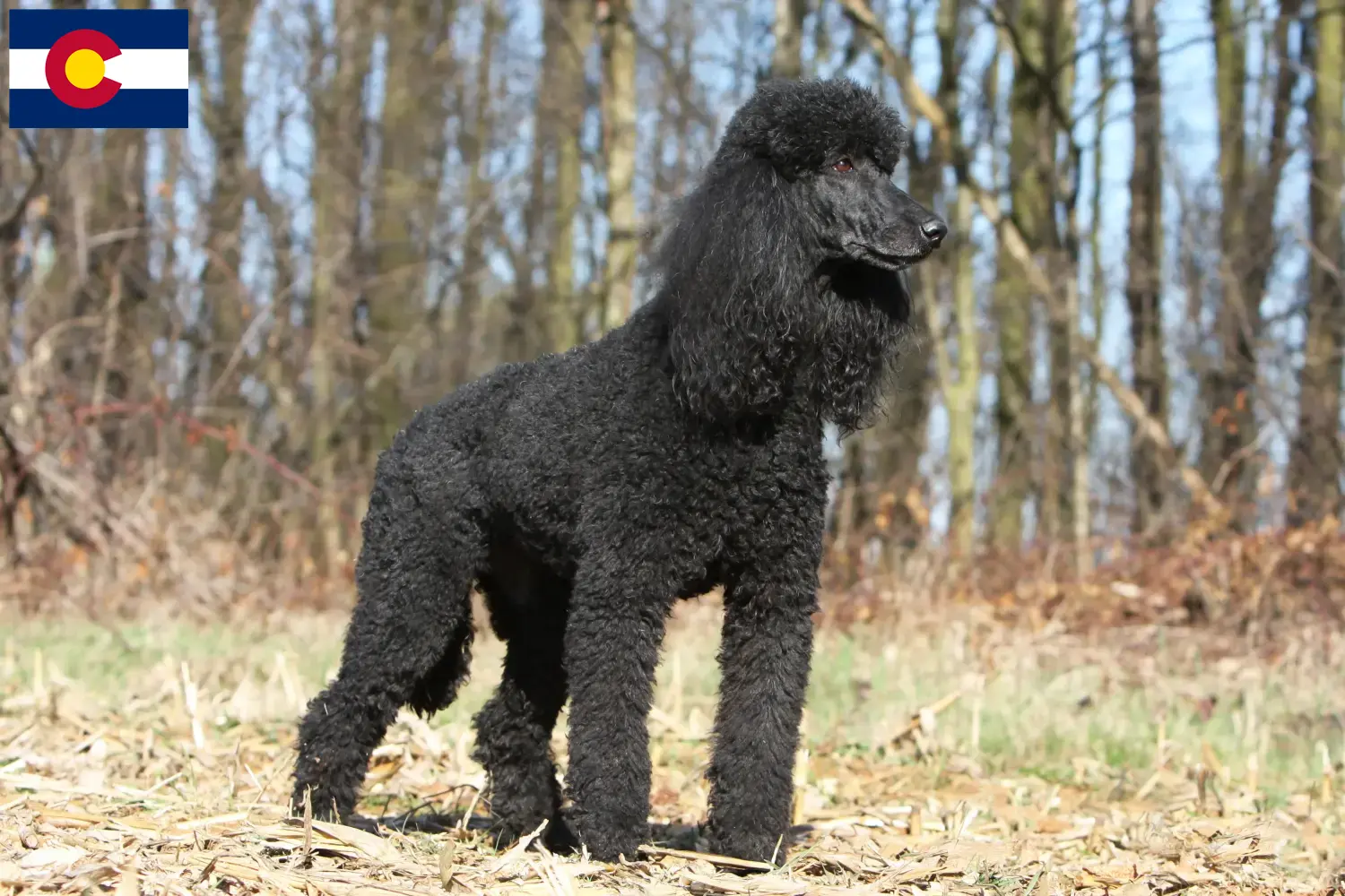 Poodle puppies and breeder Colorado Find Poodle breeders in Colorado.