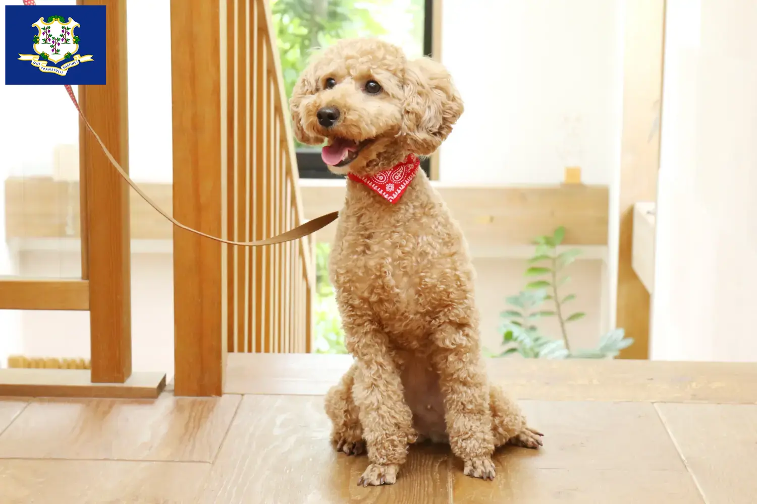 Poodle puppies and breeders Connecticut Find Poodle breeders in Connecticut.