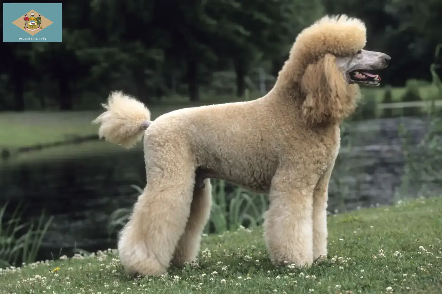 Poodle puppies and breeder Delaware Find Poodle breeders in Delaware here.