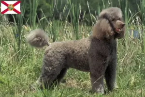 Read more about the article Poodle breeders and puppies in Florida