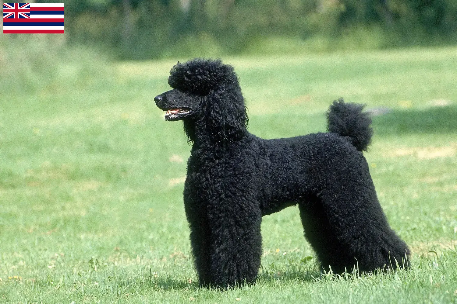 Poodle puppies and breeder Hawaii Find Poodle breeders in Hawaii here.