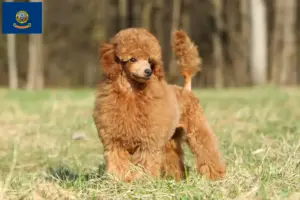 Read more about the article Poodle breeders and puppies in Idaho