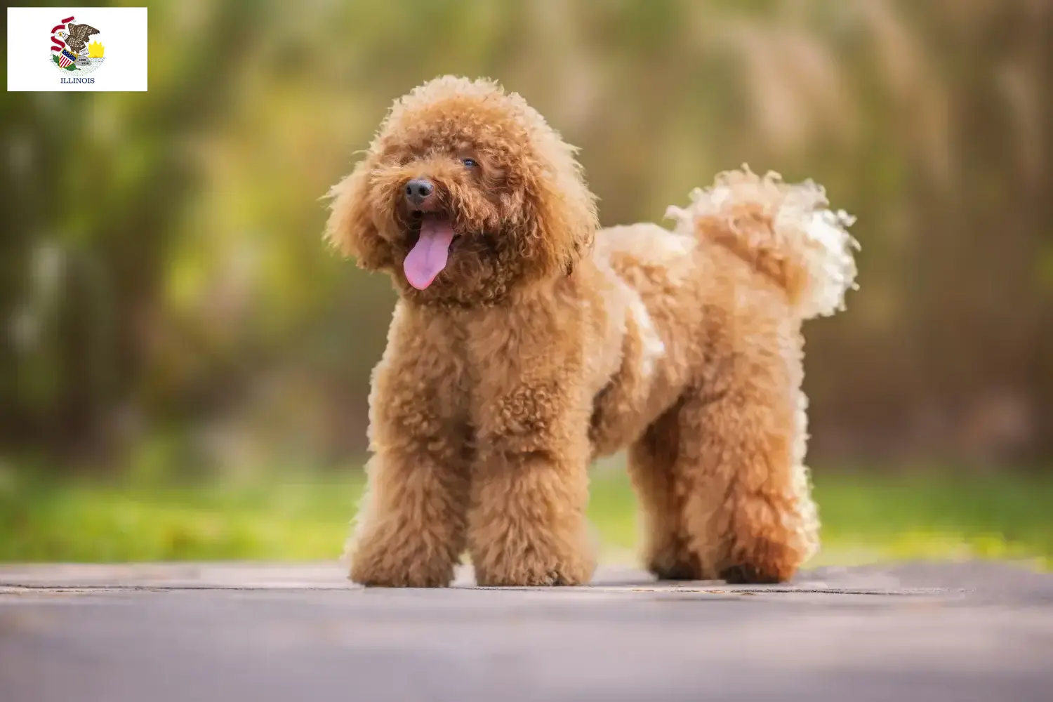 Poodle puppies and breeders Illinois Find Poodle breeders in Illinois.