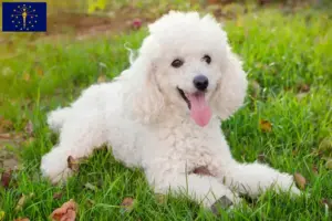 Read more about the article Poodle breeders and puppies in Indiana